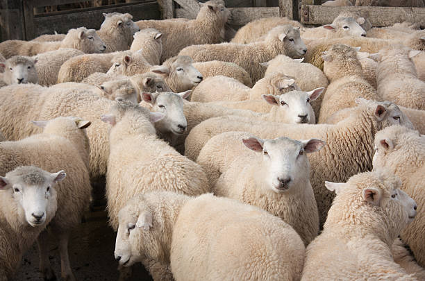 Sheep